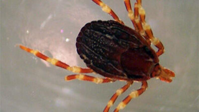 garrapata