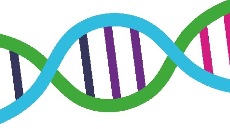 ADN colores