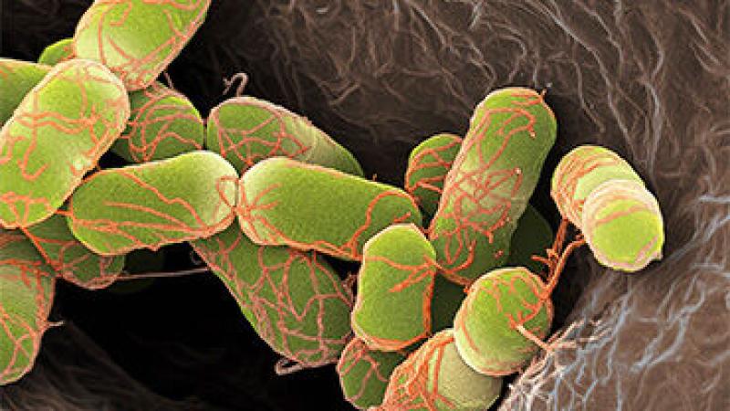 STEC and Listeria