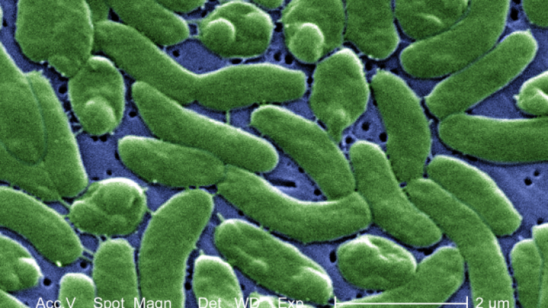 Vibrio
