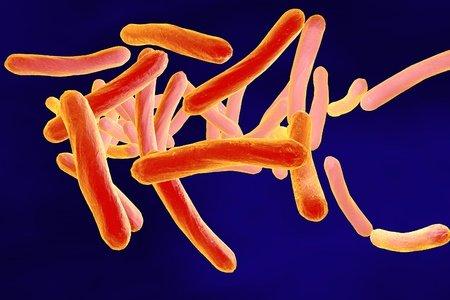 salmonella