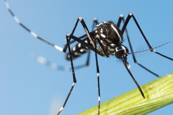 mosquito
