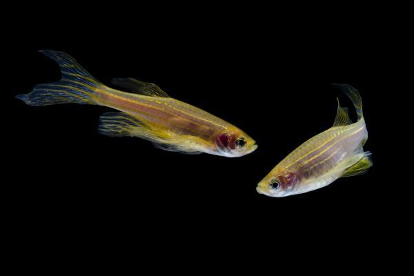 peces