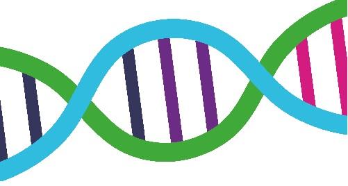 ADN colores