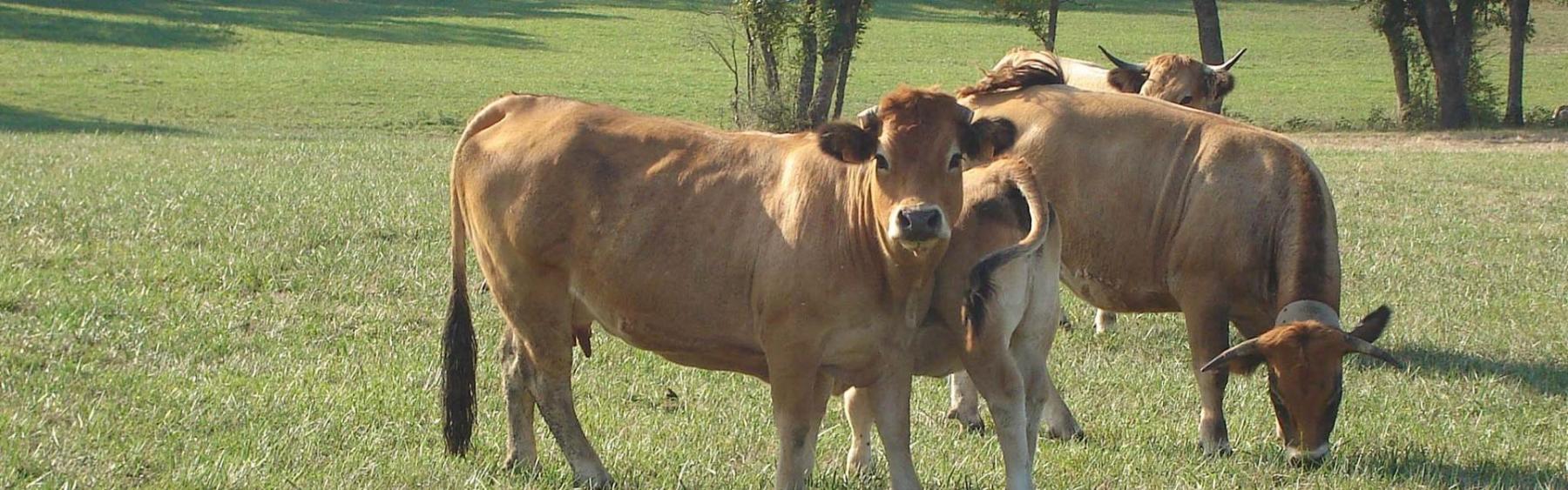 Vacas