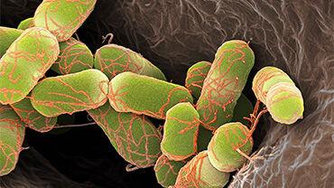 STEC and Listeria