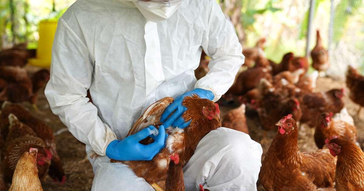 gripe aviar zoonótica.