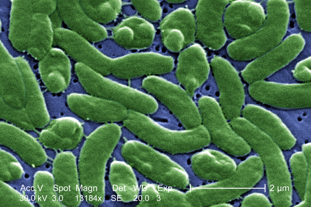 Vibrio