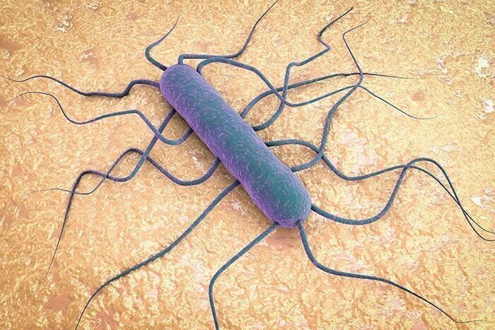 listeria