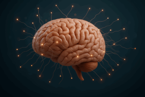 cerebro_conexiones