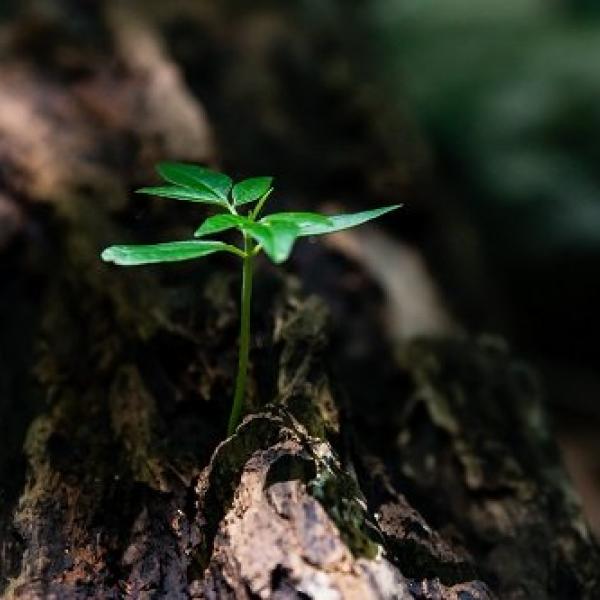 hoja