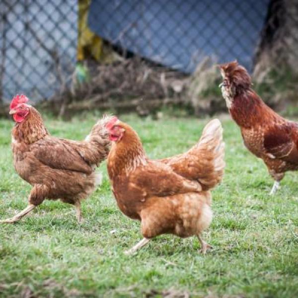 gallinas