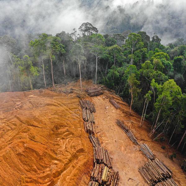 deforestacion