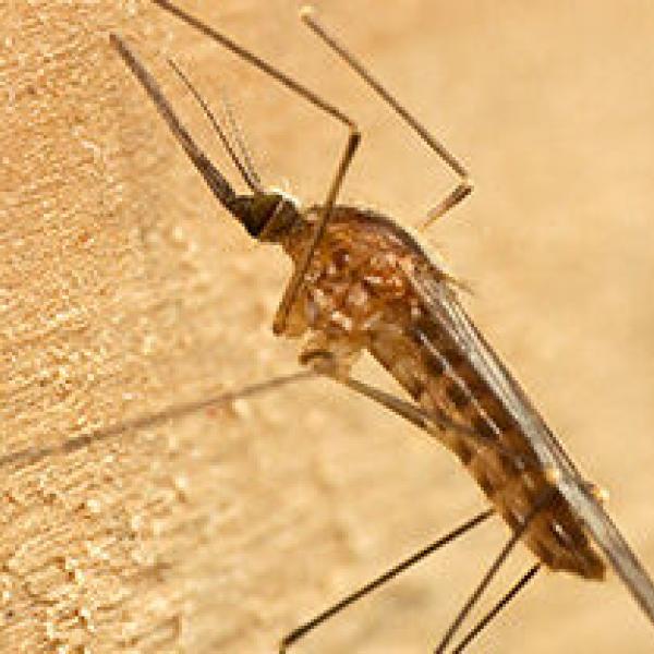mosquitos