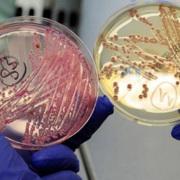 resistencia antibióticos