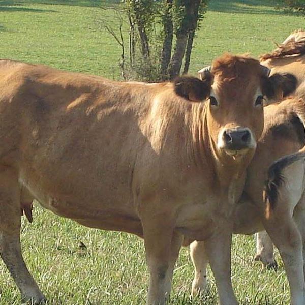 Vacas