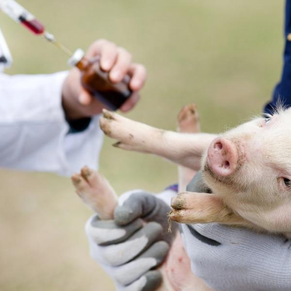 antimicrobianos en animales 