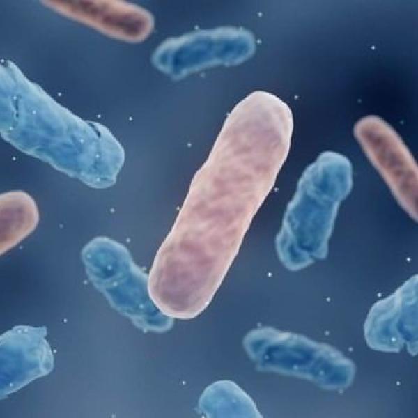 carbapenem