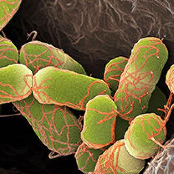 STEC and Listeria