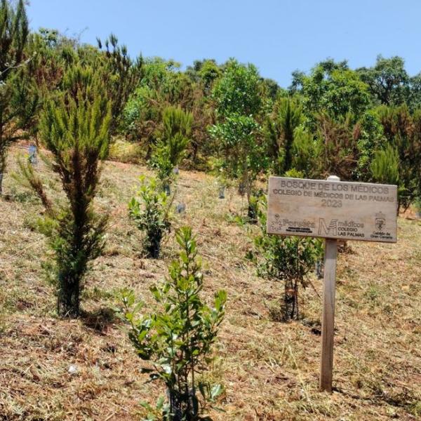 bosque-medicos-2025-2-medicoslaspalmas