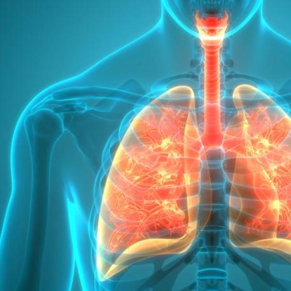 Pulmones