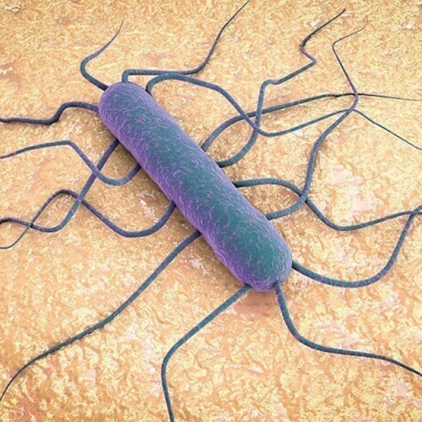 listeria